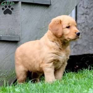 Becky - My Golden Retriever Puppies