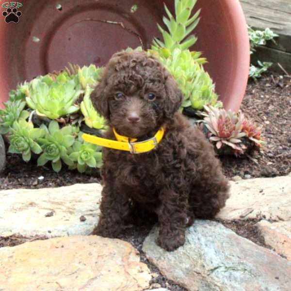 Melon Toy Poodle Puppy For In