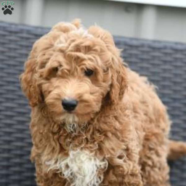 Mike, Golden Mountain Doodle Puppy