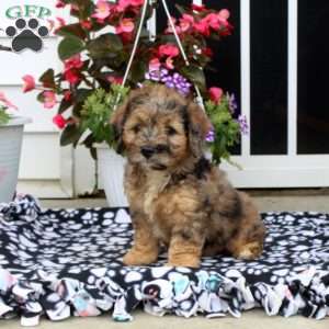Aki-Poo Puppies for Sale | Greenfield Puppies