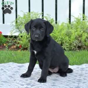 Labrador Mix Puppies For Sale | Greenfield Puppies