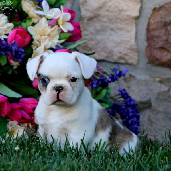 Molly, Frenchton Puppy