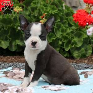 Boston Terrier Puppies For Sale - Greenfield Puppies