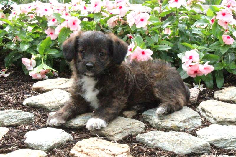 Olive Puppy For Sale in Pennsylvania