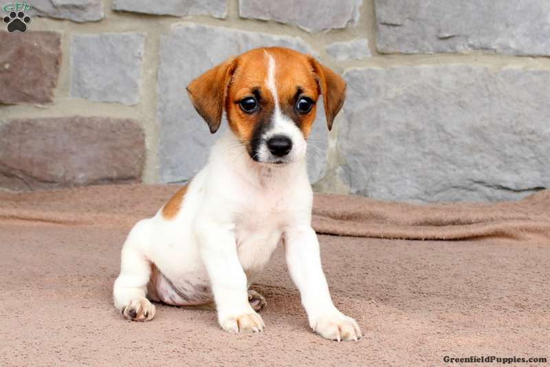 Olivia - Jack Russell Mix Puppy For Sale in Pennsylvania