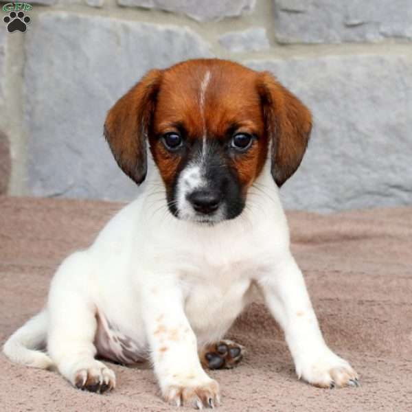 Orpha, Jack Russell Mix Puppy