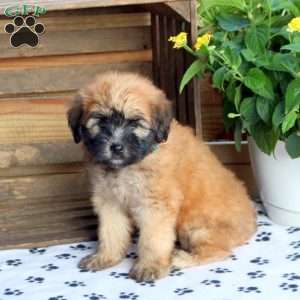 Mini Whoodle Puppies For Sale | Greenfield Puppies