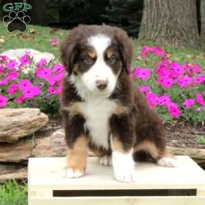 Australian Shepherd Puppies For Sale - Greenfield Puppies