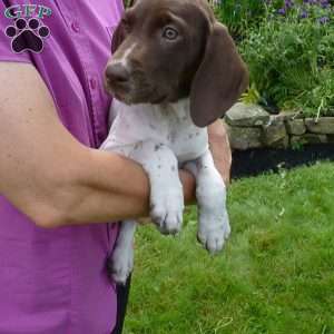 German Shorthaired Pointer Puppies For Sale - Greenfield Puppies