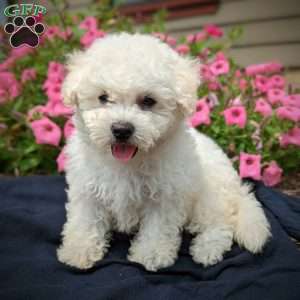 Bichon Frise Puppies For Sale - Greenfield Puppies