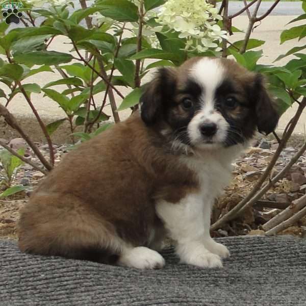 Pal, Cavalier King Charles Mix Puppy