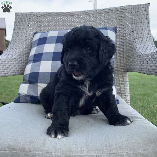 Parker, Portuguese Water Dog Mix Puppy