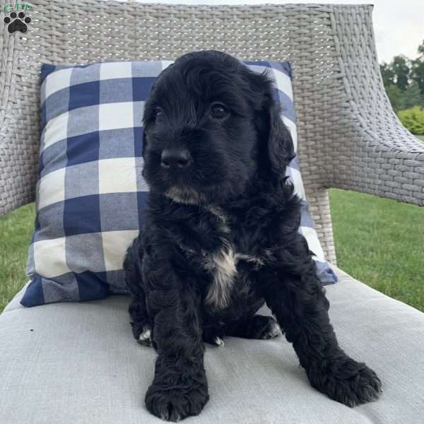 Paxton, Portuguese Water Dog Mix Puppy