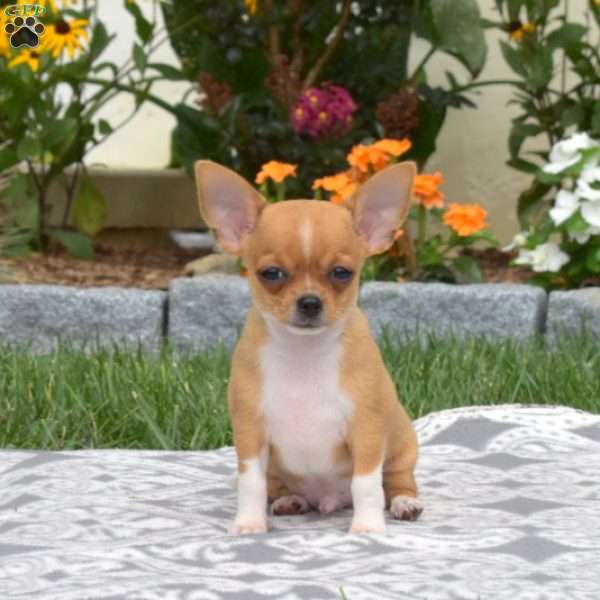 Peanut Chihuahua Puppy For Sale in Pennsylvania