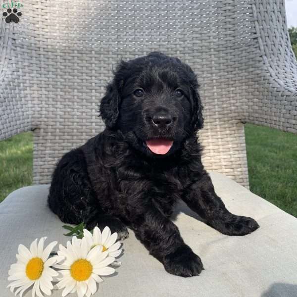Peggy, Portuguese Water Dog Mix Puppy