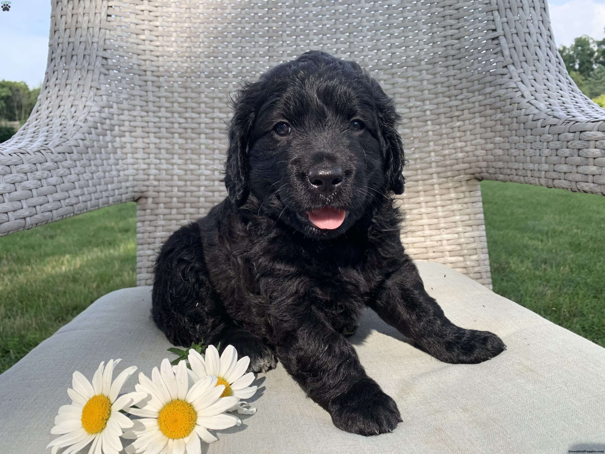 Peggy Portuguese Water Dog Mix Puppy For Sale in Pennsylvania