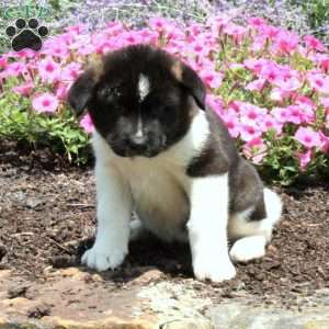 Akita Puppies for Sale - Greenfield Puppies