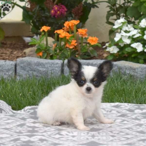 Peppermint, Chihuahua Puppy