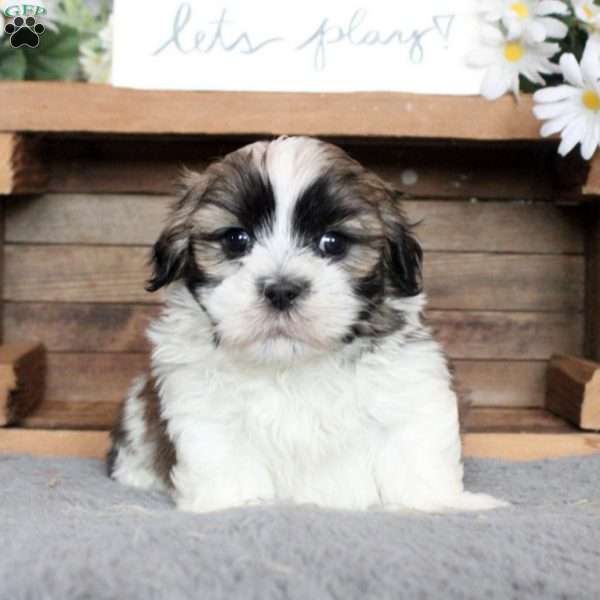 Percy, Mal-Shi Puppy
