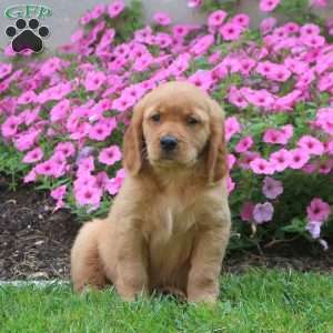 Miniature Golden Retriever Puppies for Sale | Greenfield Puppies