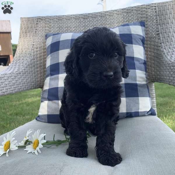Polly, Portuguese Water Dog Mix Puppy
