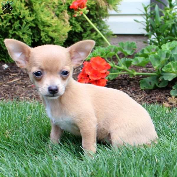 Ruby, Chihuahua Puppy