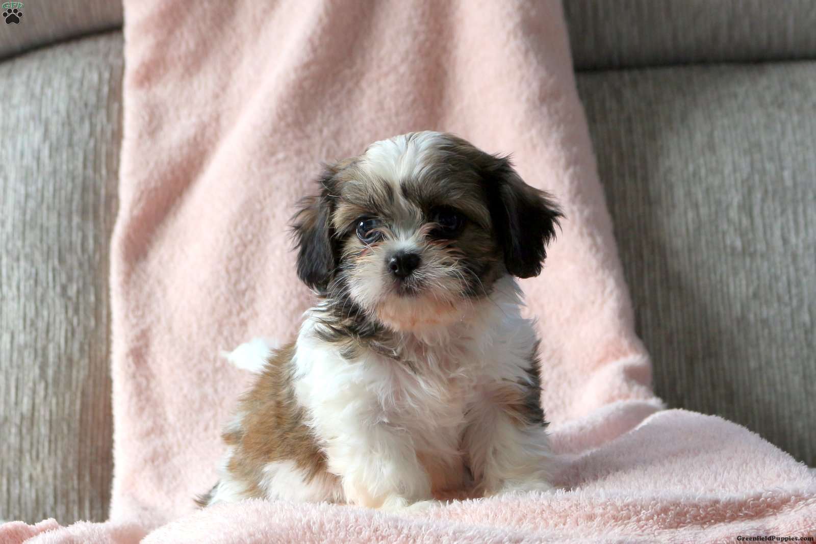 Cava tzu puppies for sale hot sale near me