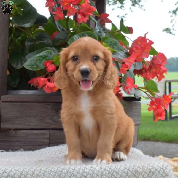 Sally, Miniature Golden Retriever Puppy