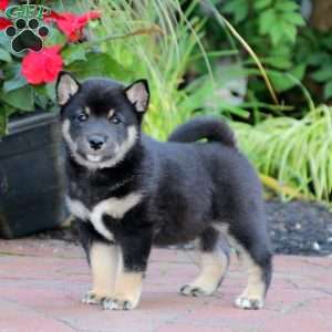 Shiba Inu Puppies For Sale | Greenfield Puppies