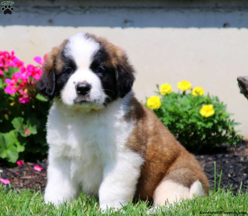 Samson - Saint Bernard Puppy For Sale in Pennsylvania