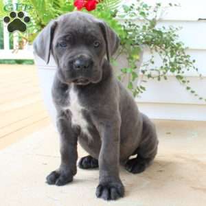 Cane Corso Puppies For Sale | Greenfield Puppies