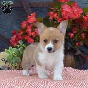 Sasha, Pembroke Welsh Corgi Puppy