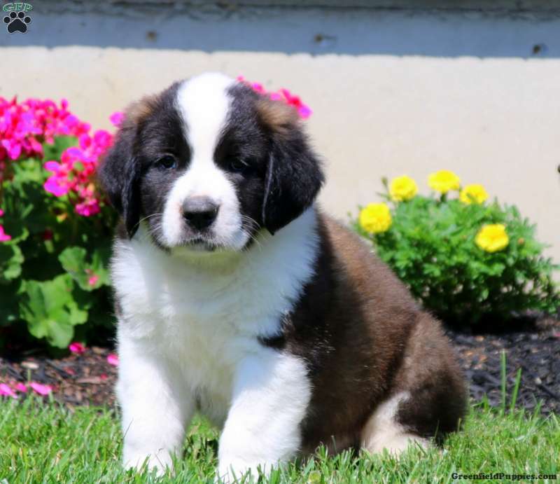 Saywer - Saint Bernard Puppy For Sale in Pennsylvania