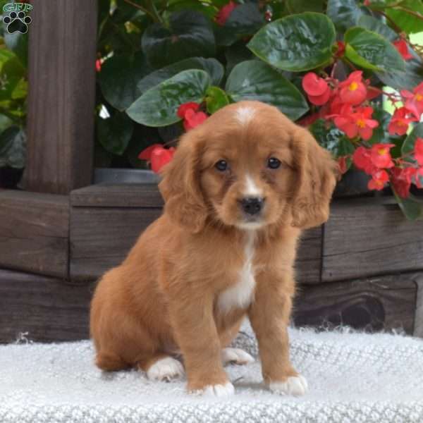 Scout, Miniature Golden Retriever Puppy