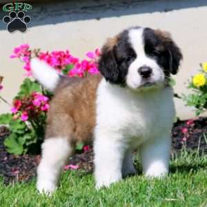 Saint Bernard Puppies for Sale - Greenfield Puppies