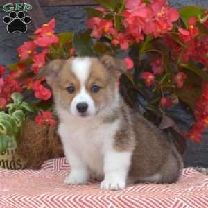 Pembroke Welsh Corgi Puppies for Sale - Greenfield Puppies