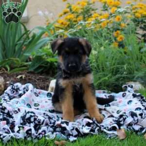 German Shepherd Puppies For Sale - Greenfield Puppies