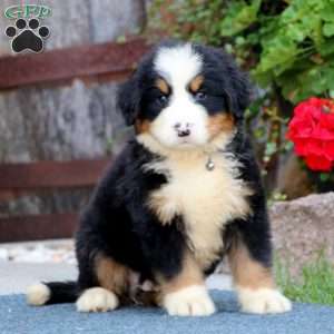 Samuel King - Dog Breeder - Greenfield Puppies