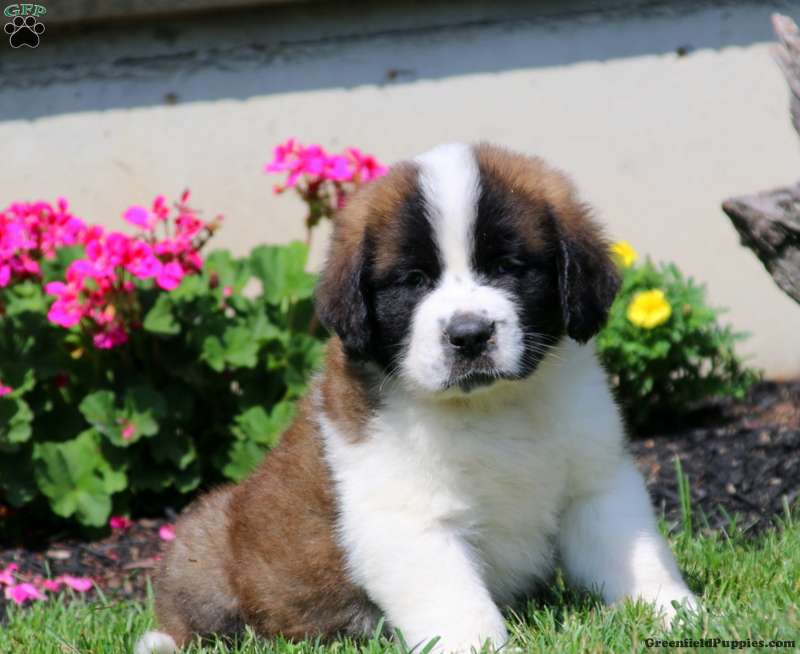 Simon - Saint Bernard Puppy For Sale in Pennsylvania