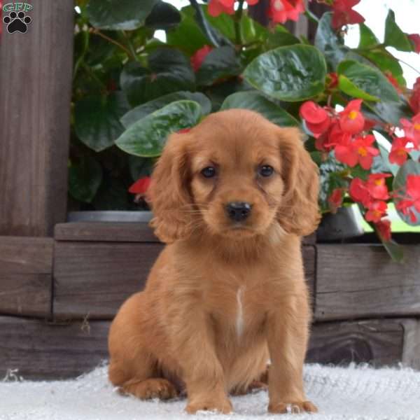 Sophie, Miniature Golden Retriever Puppy