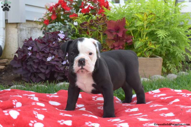 Stripe - Olde English Bulldogge Puppy For Sale in Pennsylvania