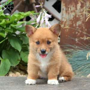 Pembroke Welsh Corgi Puppies For Sale - Greenfield Puppies