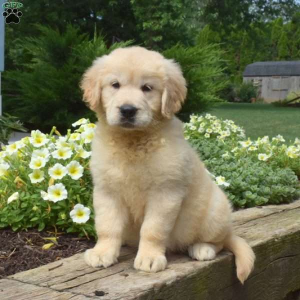 Taffy English Cream Golden Retriever Puppy For Sale in Pennsylvania