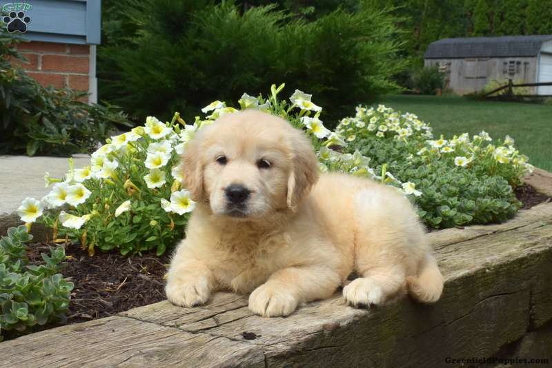 Taffy English Cream Golden Retriever Puppy For Sale in Pennsylvania