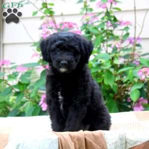 Miniature Poodle Mix Puppies For Sale | Greenfield Puppies
