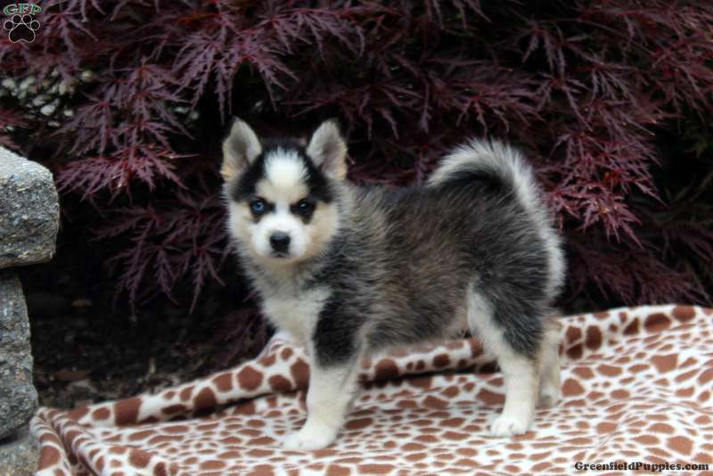 Travis Pomsky Puppy For Sale in Pennsylvania