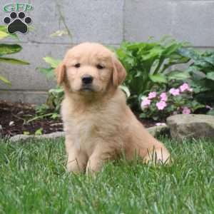 Golden Retriever Puppies For Sale - Greenfield Puppies