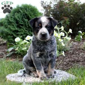 Blue Heeler Puppies For Sale - Greenfield Puppies