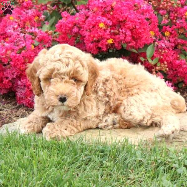 Tucker, Miniature Poodle Puppy