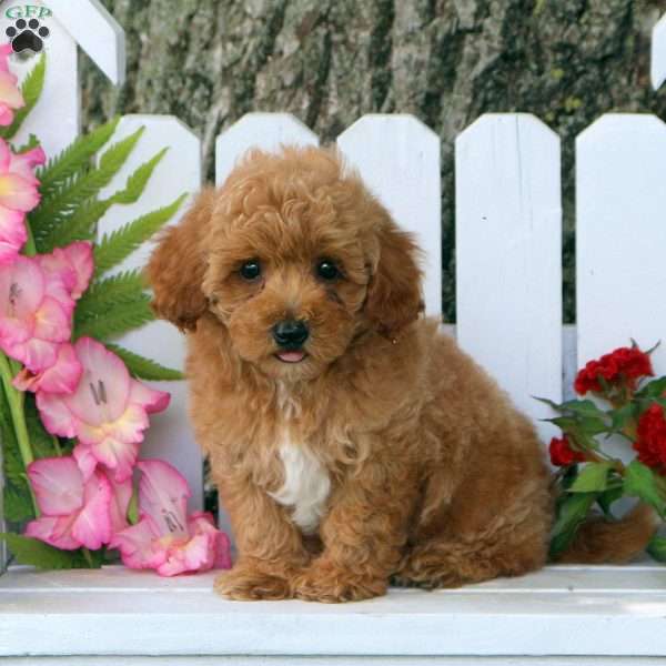 Tyler, Toy Poodle Mix Puppy
